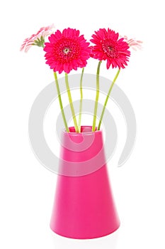 Pink Gerber flowers in vase
