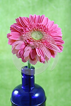 Pink Gerber Gerbera Daisy