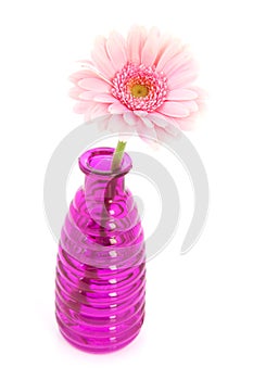 Pink Gerber in glass vases