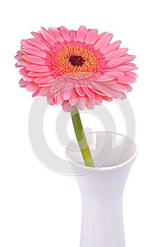 Pink gerber in white vase on a on a white background