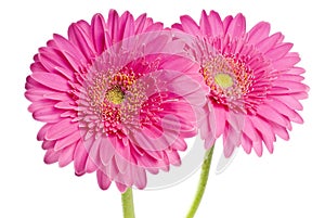 Pink Gerbera