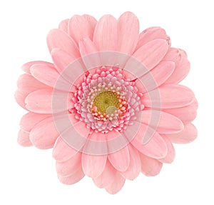 Pink gerbera