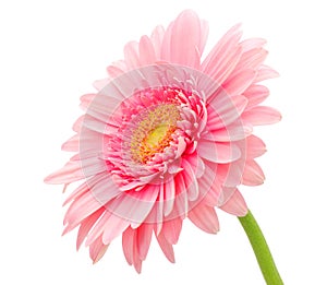 Pink gerbera