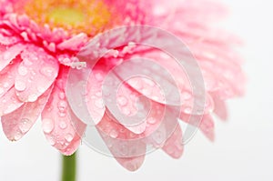 Pink gerbera