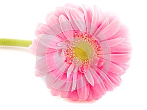 Pink Gerbera