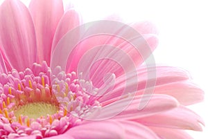 Pink gerbera