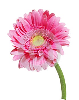 Pink Gerbera photo