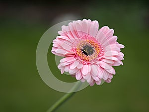 Pink Gerbera (Asteraceae)