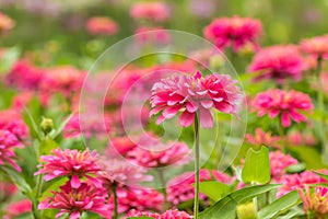 Pink Gerbera, Barberton daisy