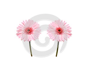 Pink gerbera or barberton daisy blooming with water drops isolated on white background , clipping path