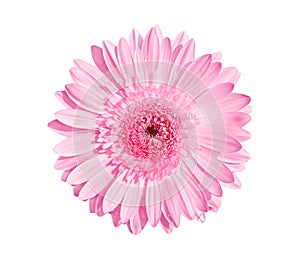 Pink gerbera or barberton daisy flower blooming with water drops isolated on white background top view , clipping path