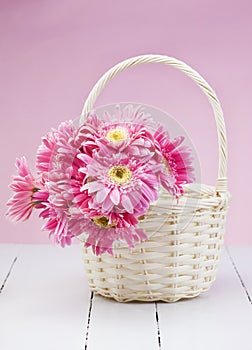 Pink gerbera in basket with pink background