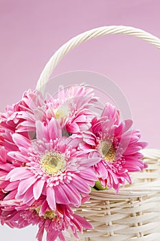 Pink gerbera in basket with pink background close up