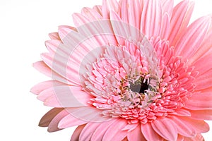 Pink gerbera blooming in springtime, beautiful single flower on white background