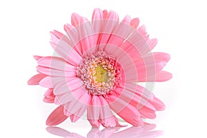 Pink gerbera blooming in springtime, beautiful single flower on white background
