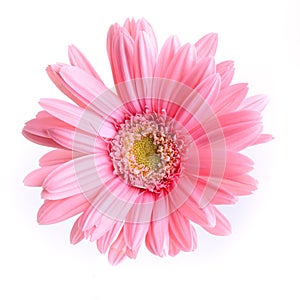 Pink gerbera blooming in springtime, beautiful single flower on white background