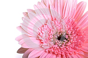 Pink gerbera blooming in springtime, beautiful single flower on white background