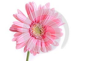 Pink gerbera blooming in springtime, beautiful single flower on white background