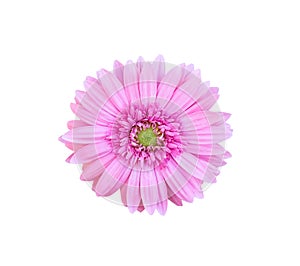 Pink gerbera blossom or barberton daisy  blooming close up  isolated on white background , clipping path