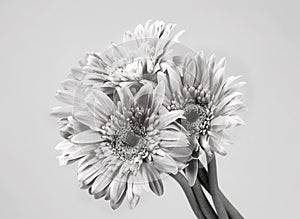 Pink gerbera bunch in black and white