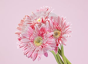 Pink gerbera bunch on pink background