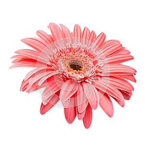 Pink gerbera close up