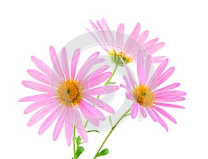 Pink gerbera daisies