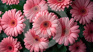 Pink Gerbera daisies close-up with green leaves