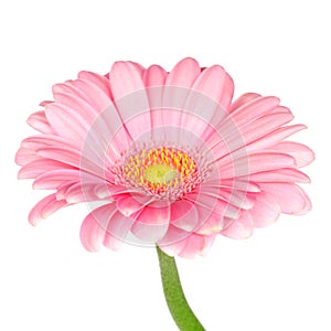 Pink gerbera daisy