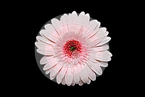 Pink gerbera daisy