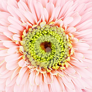 Pink Gerbera Daisy