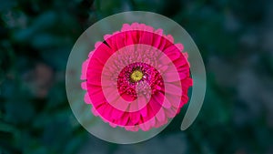 Pink gerbera daisy on a blurred background. Horizontal banner