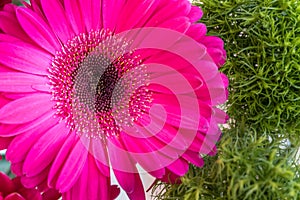 Pink gerbera daisy flower on a green spring background
