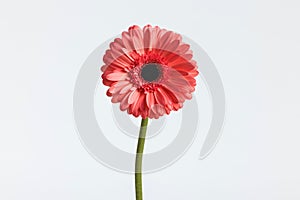 pink gerbera daisy flower illustrating the concept of blooming and freshness