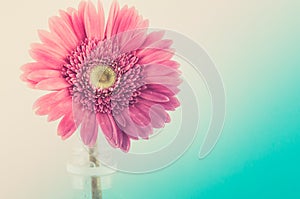 Pink gerbera daisy