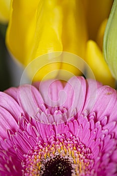 Pink gerbera daisy flower petals in bloom on a blurry yellow bouquet background