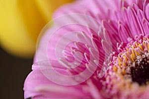 Pink gerbera daisy flower petals in bloom on a blurry yellow bouquet background