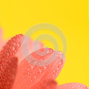 pink gerbera daisy flower petals with waterdrops on yellow background