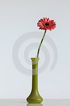 pink gerbera daisy flower in a vase illustrating the concept of uniqueness