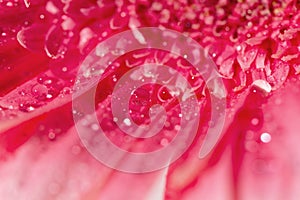 Pink gerbera daisy flower with water drops