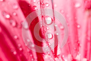 Pink gerbera daisy flower with water drops