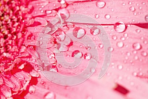 Pink gerbera daisy flower with water drops