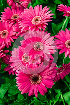 Pink Gerbera Daisy flowers in bloom