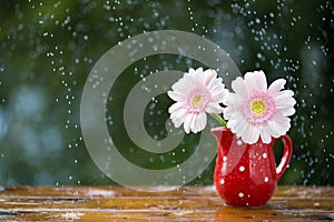 Pink Gerbera daisy flowers in jug with polka dots under the rain on wooden table outdoors