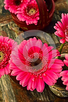Pink gerbera daisy flowers in vases in tabletop still life