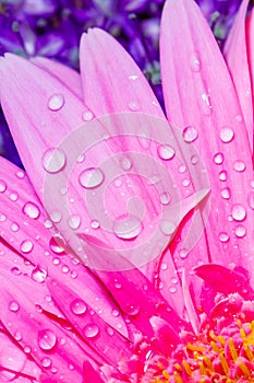 Pink Gerbera Daisy petals close-up with water droplets suitable as Background, Backdrop, or Wallpaper