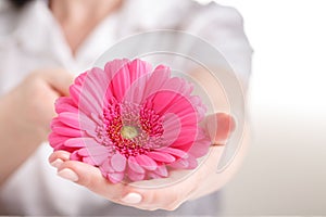 Pink gerbera in female hand, Gynecology concept