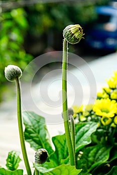 Pink gerbera flower