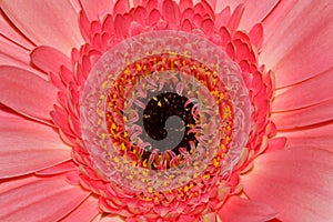 Pink gerbera flower