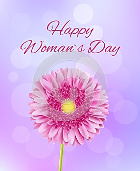 Pink gerbera flower 8 march background